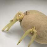 Osswald gilt als Kochversager. Aber darf man so etwas Schönes überhaupt essen?