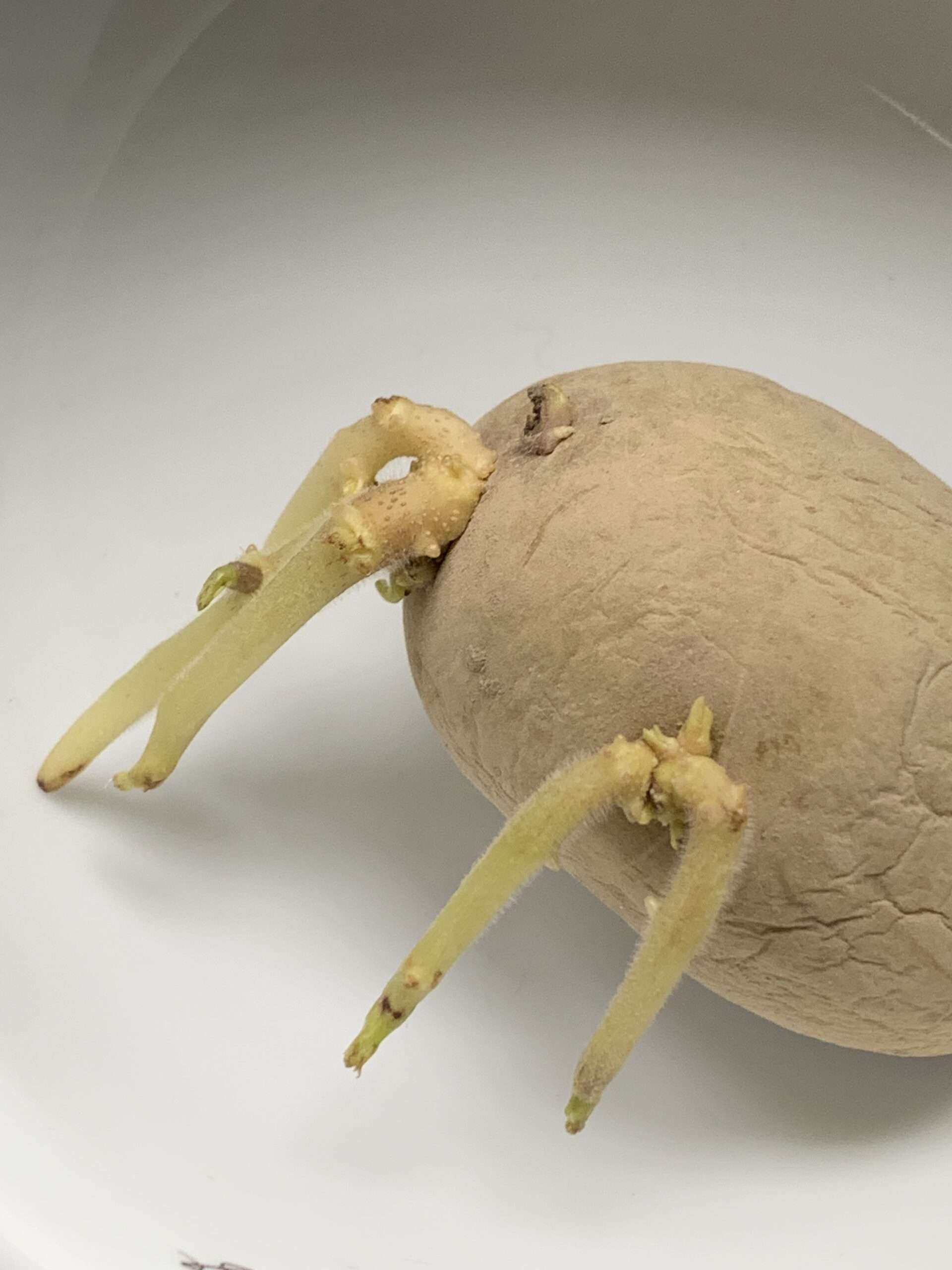 Osswald gilt als Kochversager. Aber darf man so etwas Schönes überhaupt essen?