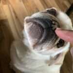 Osswalds Kosmos: 4 Möpse und 1 Satire.