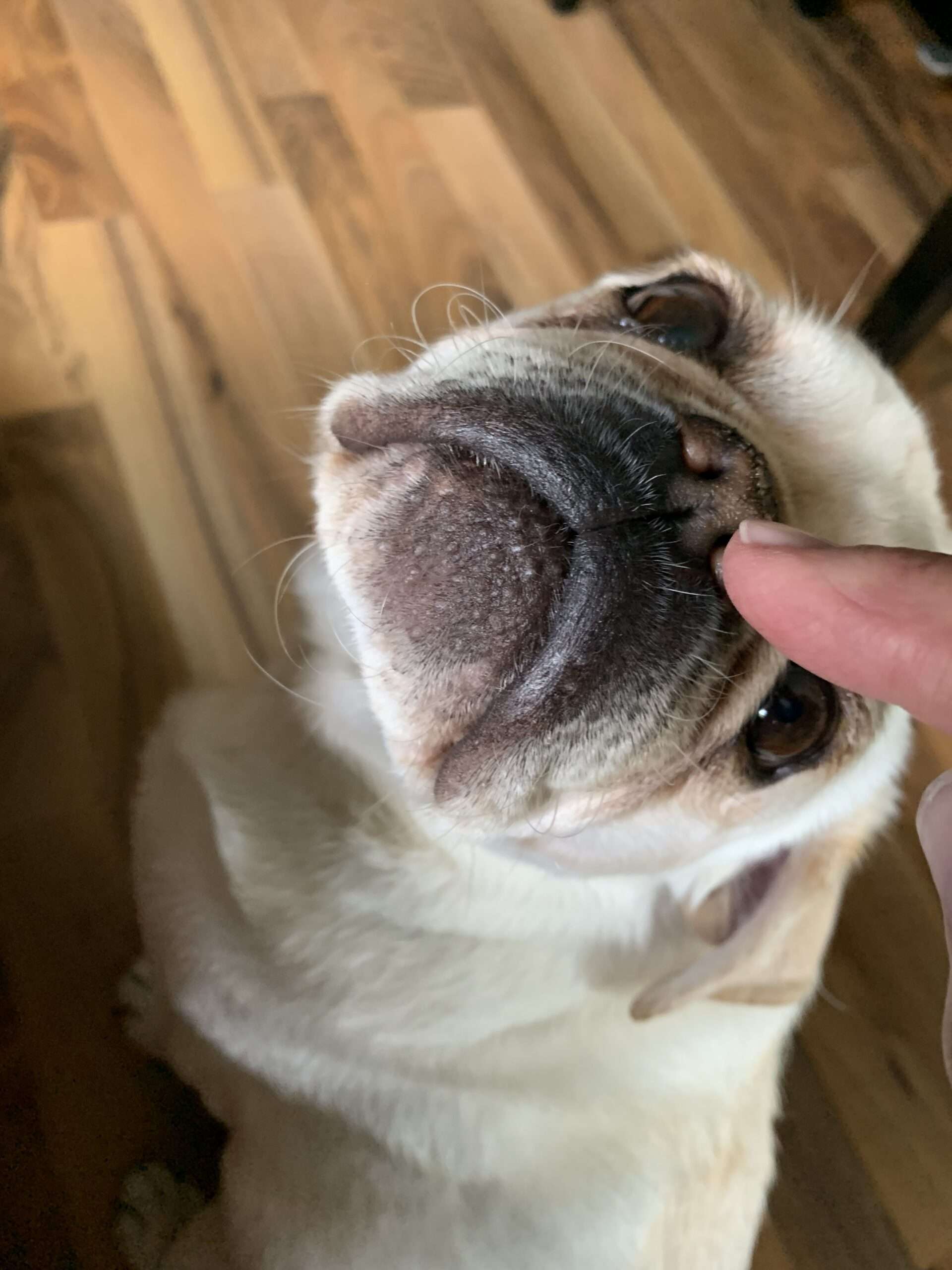 Osswalds Kosmos: 4 Möpse und 1 Satire.