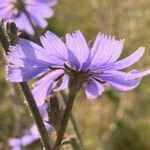 Satire: Anzüglicher Anzug, Osswalds Kosmos