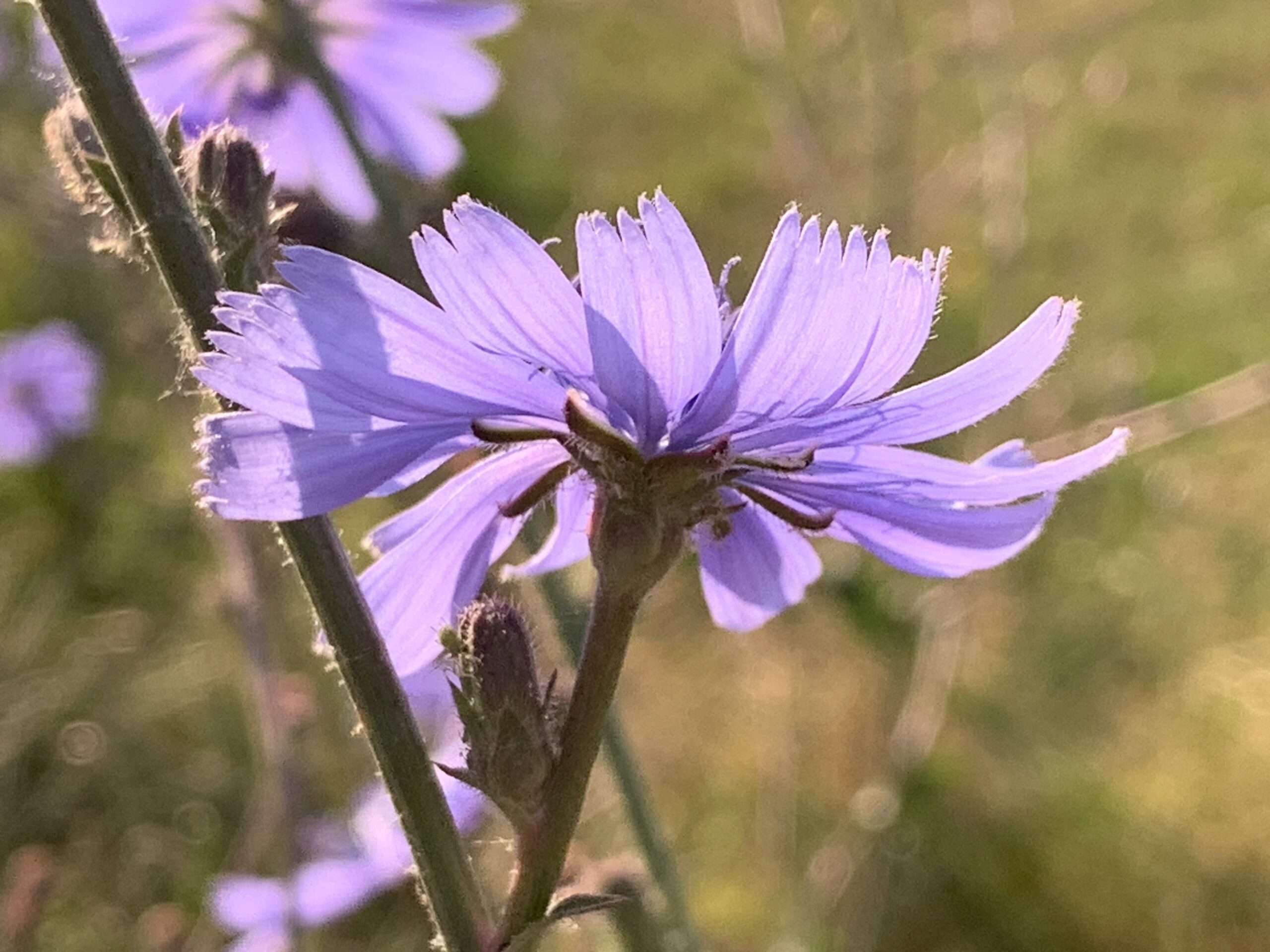 Satire: Anzüglicher Anzug, Osswalds Kosmos