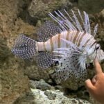 Drei Frauen. Satire. Mopsmaschine.