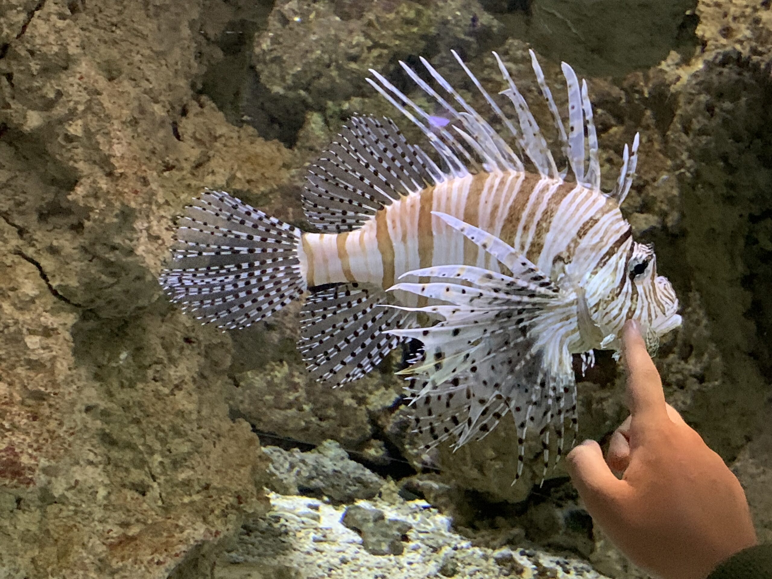 Vor allem Marzipan: Satire mit 3 Frauen Drei Frauen. Satire. Mopsmaschine.