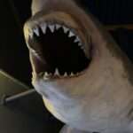 Gimme Shelter. Lyrik. RoBa.