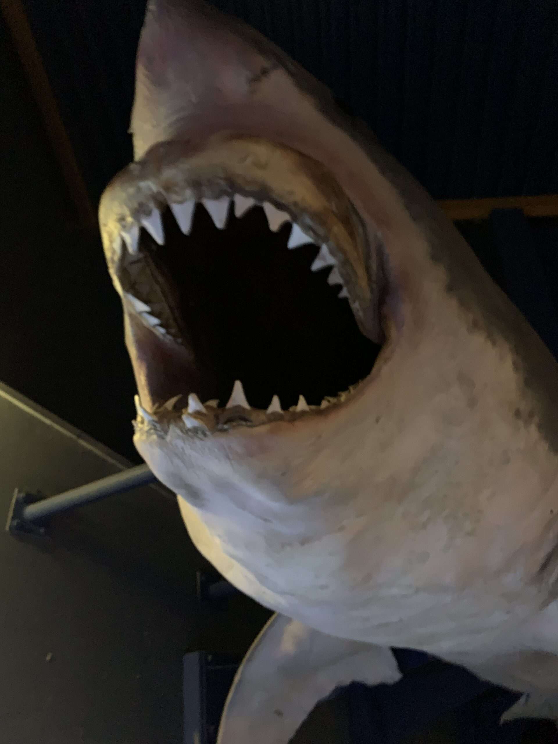 Gimme Shelter. Lyrik. RoBa.