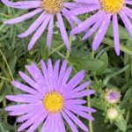 Klaus Krüger, Rezension B. Traven, RoBa