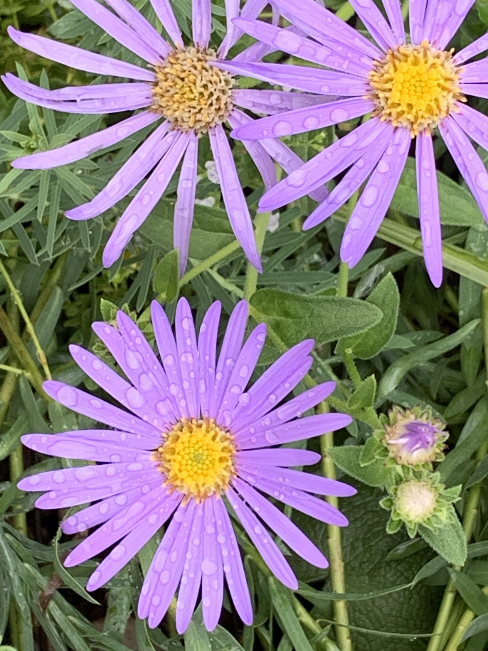 Klaus Krüger, Rezension B. Traven, RoBa