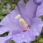 Botschaften des Glücks. Gedicht von Klaus Krüger auf der unvergleichlichen Mopsmaschine.org.