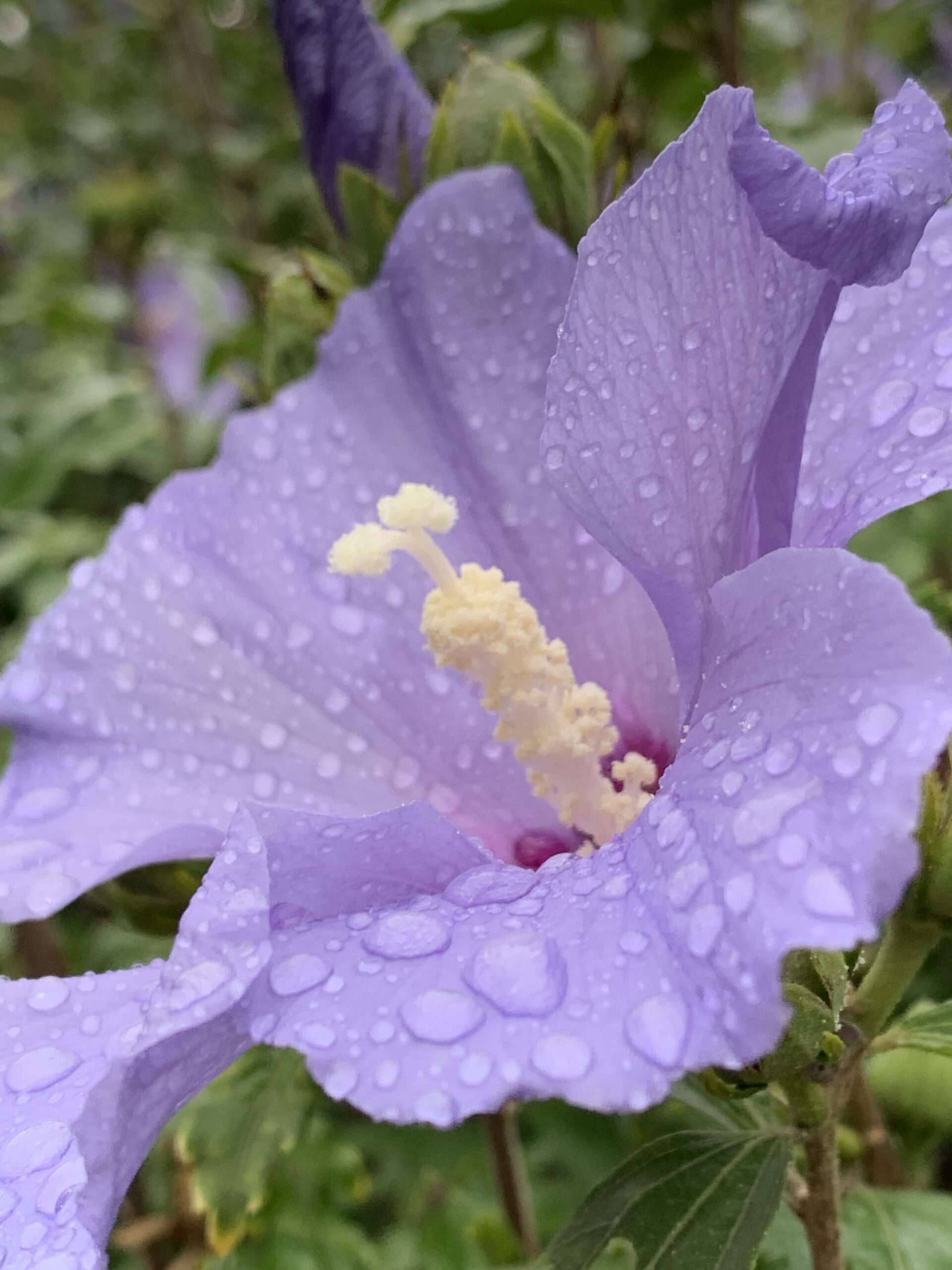 Botschaften des Glücks. Gedicht von Klaus Krüger auf der unvergleichlichen Mopsmaschine.org.