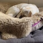 Wie man einen Mops macht