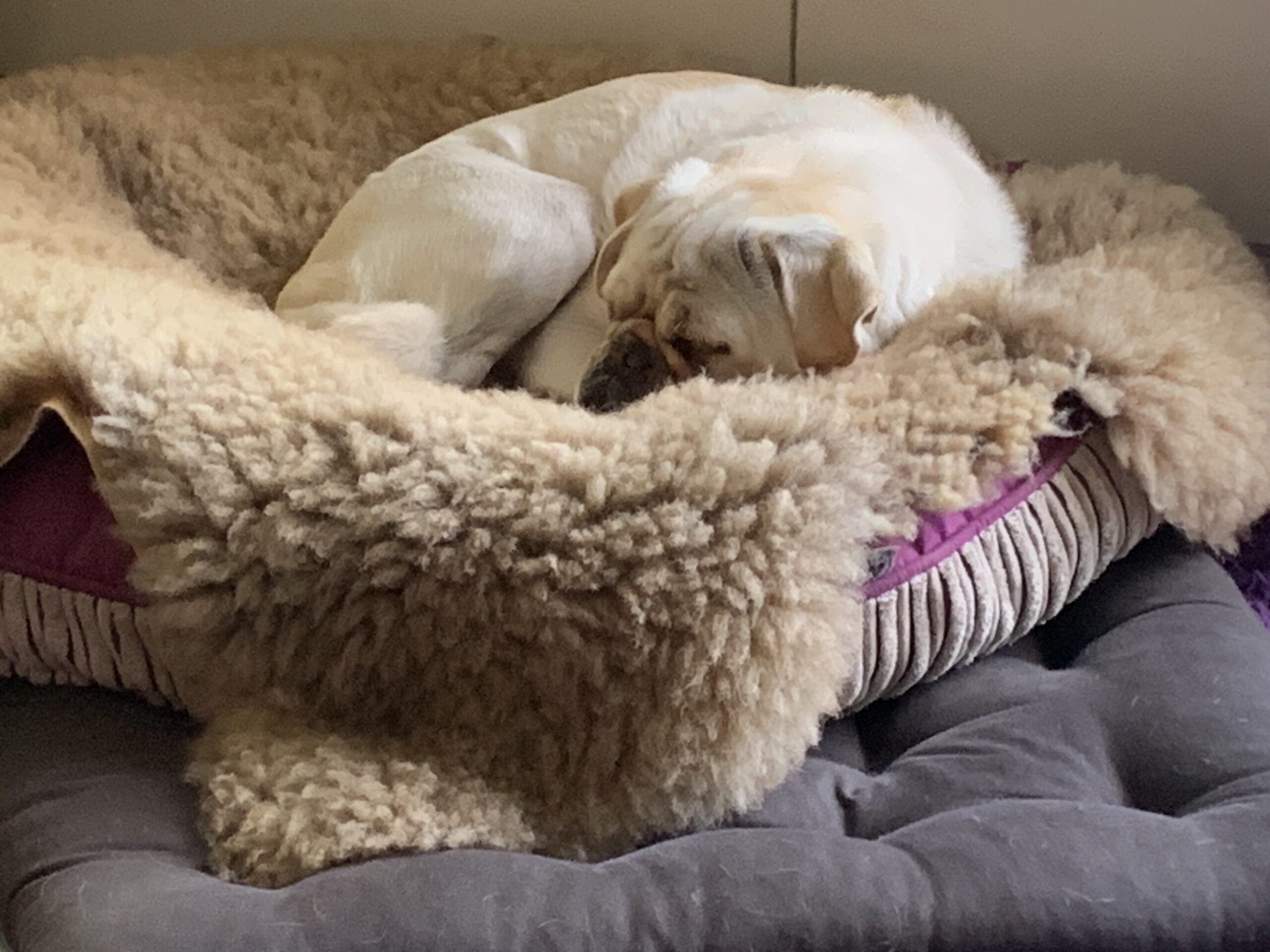 Wie man einen Mops macht