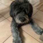 Osswald und die Familienhunde: Klar gehören Hunde zur Familie. Man hätte sonst deutlich weniger Spaß. Allerdings kann der Spaß umkippen.