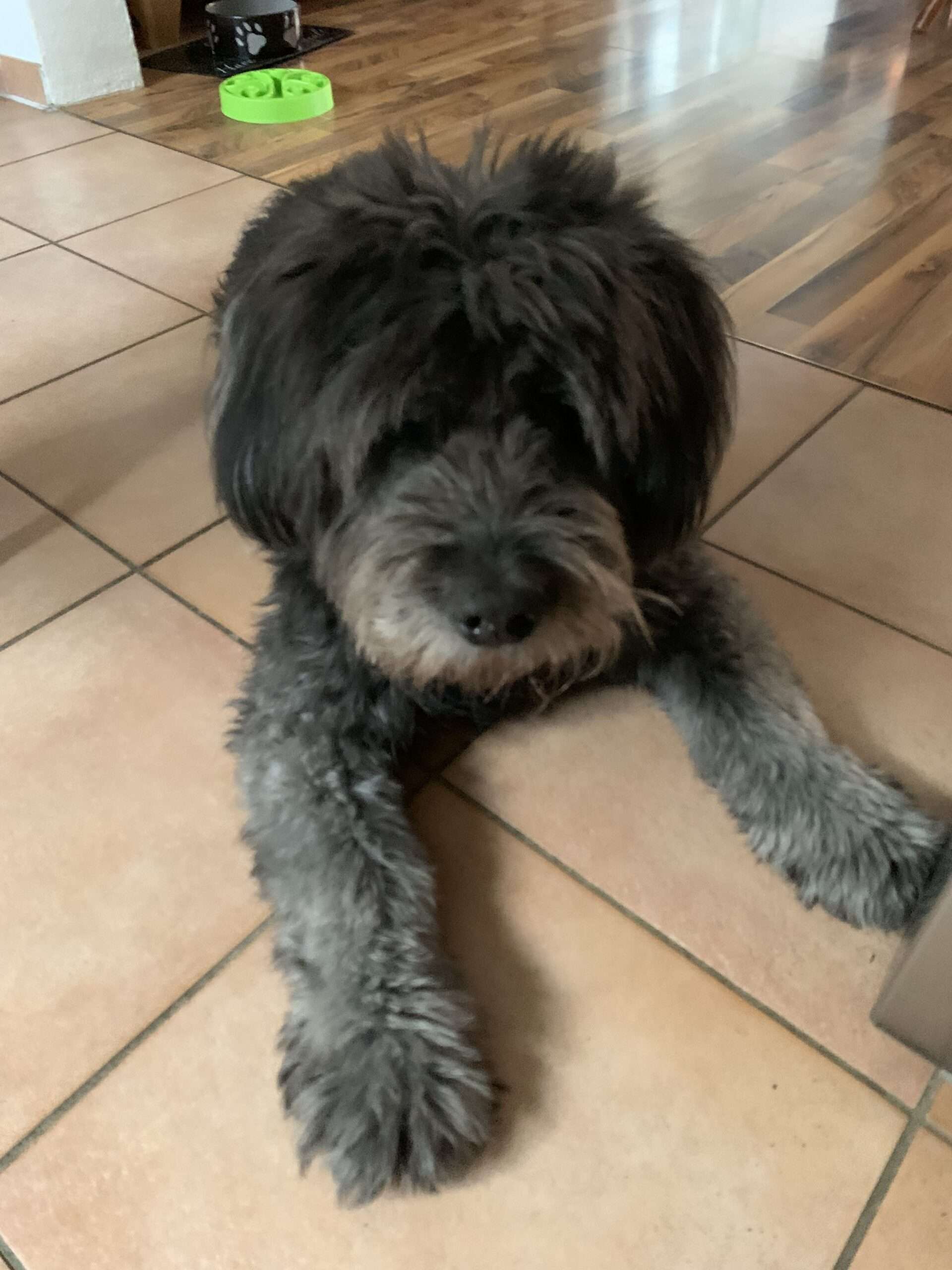 Osswald und die Familienhunde: Klar gehören Hunde zur Familie. Man hätte sonst deutlich weniger Spaß. Allerdings kann der Spaß umkippen.