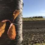 Auf Dein Lachen möchte ich Schlösser bauen. Liebesgedicht von RoBa.