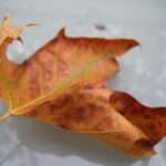 Rezension Mopsmaschine: Fantastische Reise ins Feenland