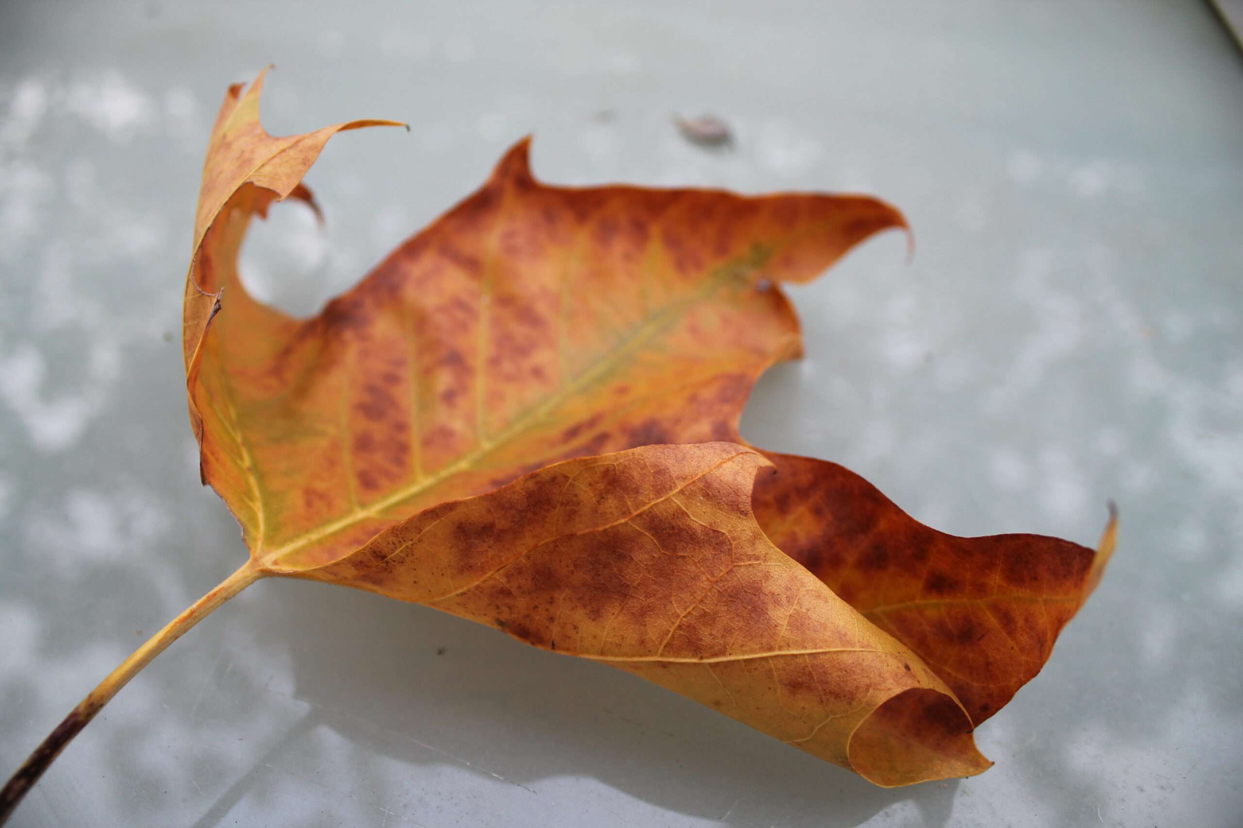 Rezension Mopsmaschine: Fantastische Reise ins Feenland