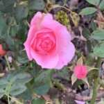 Sweetest Little Thing (Chicken Shack): Die Süße meines Lebens ist verblasst, die Regenwand der Zeit hat sie ausgewaschen. Die Erinnerung bleibt.