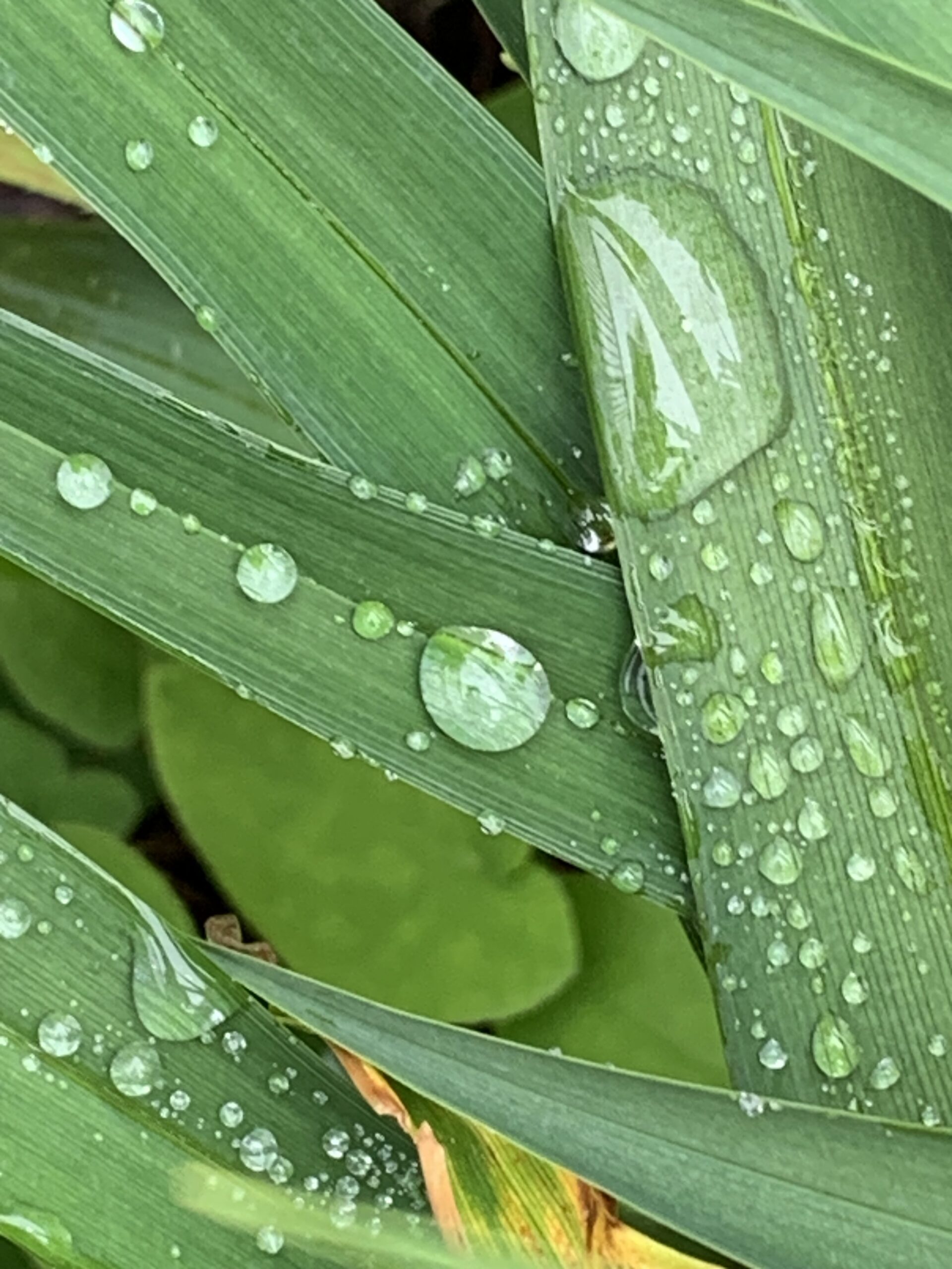 Wenn der Regen das Gesicht zerbeißt, wenn Verlieren zur Sucht wird, hat die Liebe es schwer. Was bleibt, ist der löchrige Mantel.