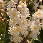 Robas Gedicht: Schau in das Herz der Menschen und meide ihre Falschheit.