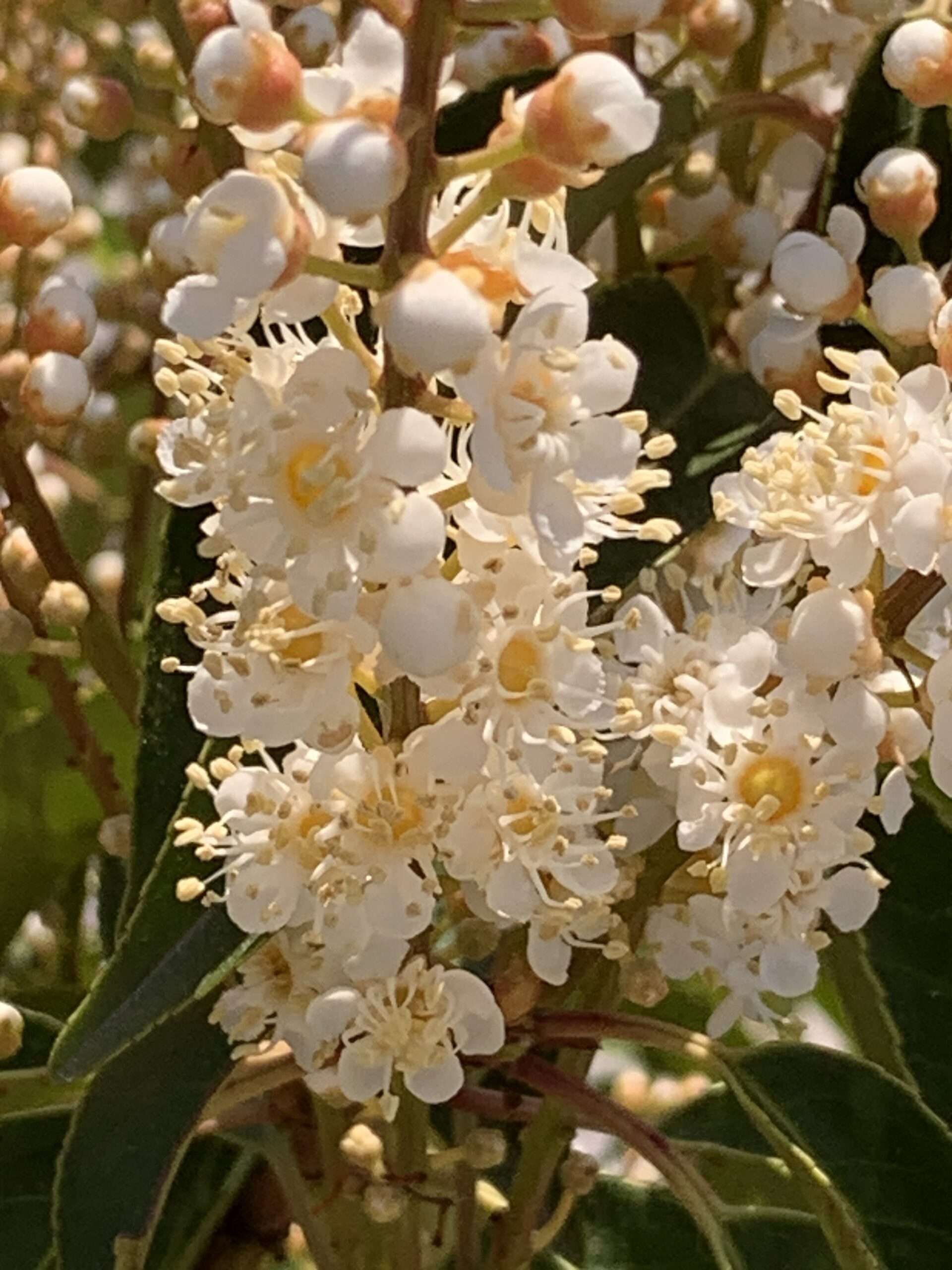 Gute Wünsche Robas Gedicht: Schau in das Herz der Menschen und meide ihre Falschheit.