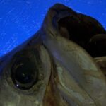 Das Glück will nicht kommen. Schlimmer, es zerschellt an der Wand. Bleibt nur noch das Pech, und das hat sein Bleiben für die nächsten Jahre angekündigt.