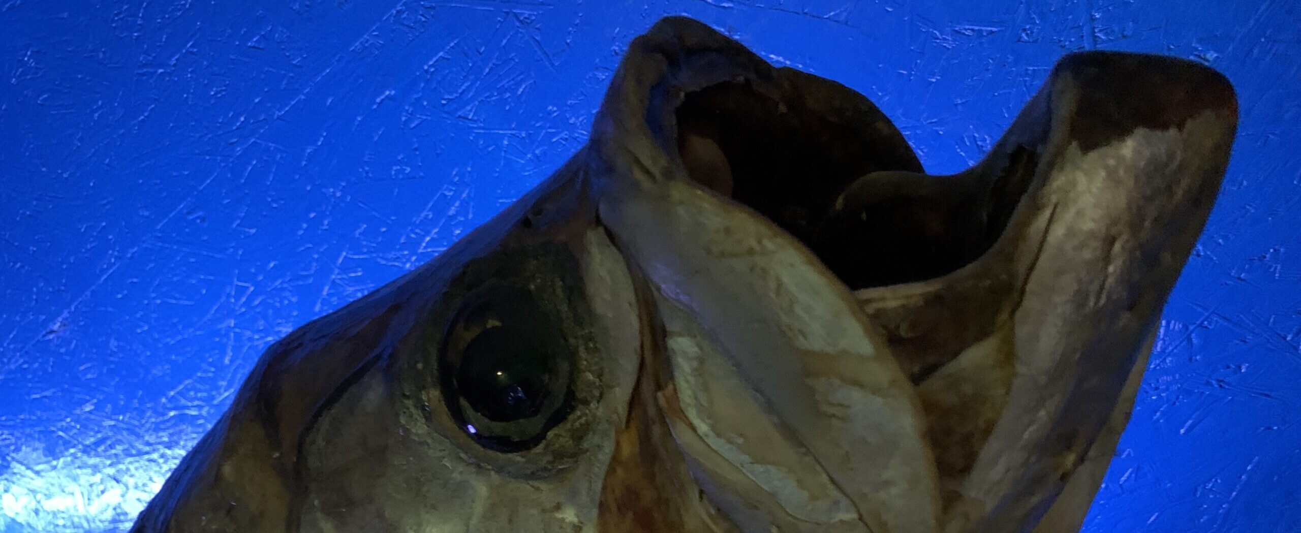 Sieben schwarze Jahre Das Glück will nicht kommen. Schlimmer, es zerschellt an der Wand. Bleibt nur noch das Pech, und das hat sein Bleiben für die nächsten Jahre angekündigt.