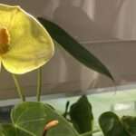 Lügen. Nur Lügen. Vor sich selbst. Vor dem anderen. Ohne funktioniert keine Beziehung. Aber mit auch nicht. Und wer in dem Spiel verliert, das ist klar.