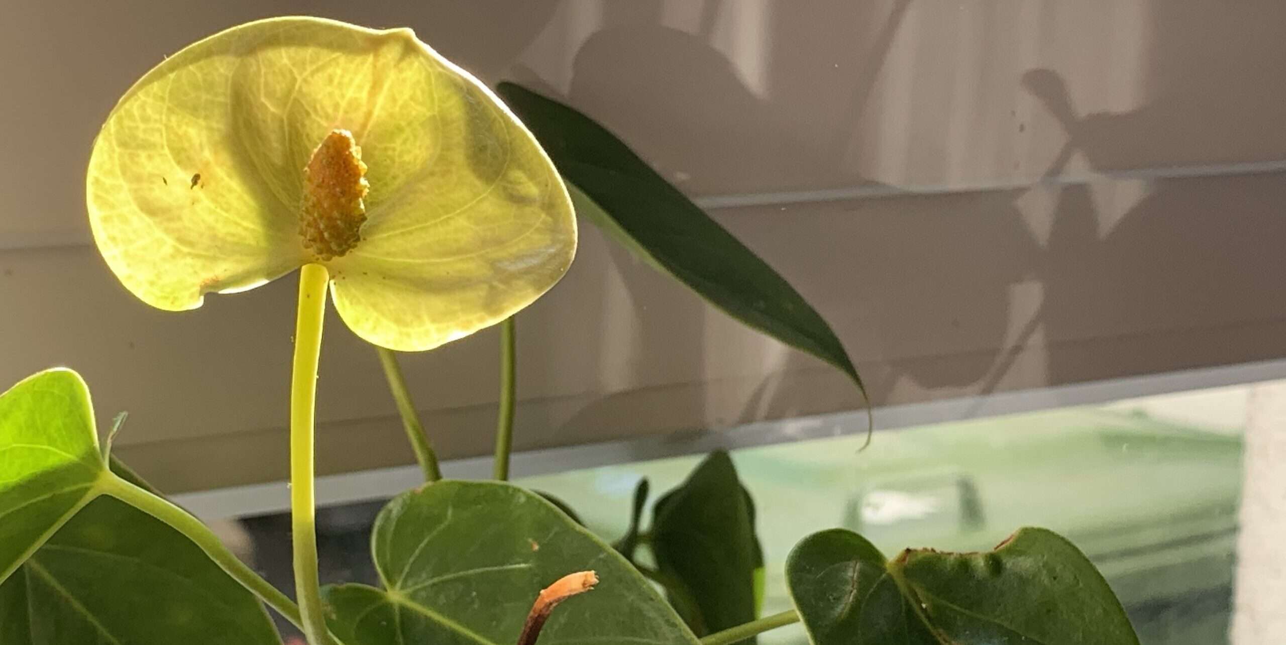 I put a spell on you Lügen. Nur Lügen. Vor sich selbst. Vor dem anderen. Ohne funktioniert keine Beziehung. Aber mit auch nicht. Und wer in dem Spiel verliert, das ist klar.