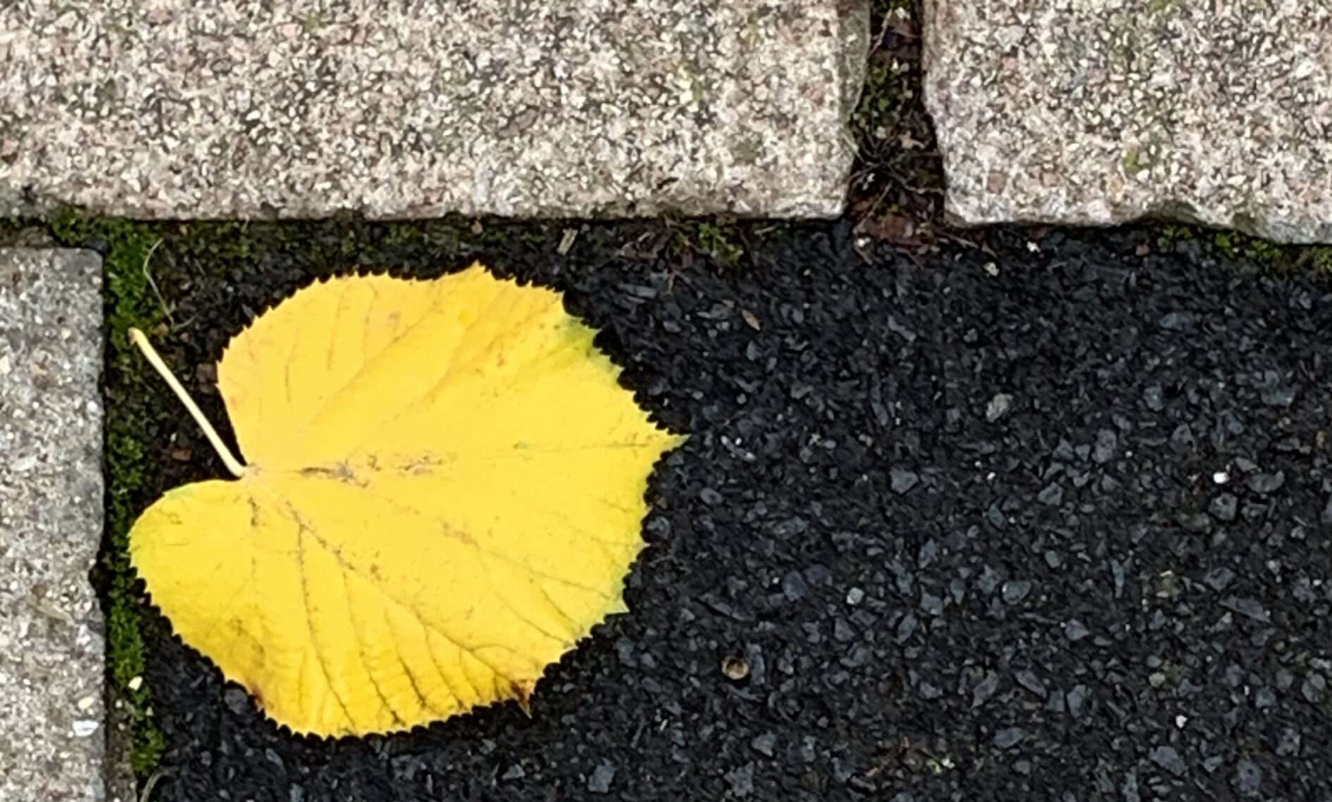 Haiku: Alte Liebe Und plötzlich ist sie da, die Erinnerung an eine alte Liebe. Ja, die Zeit war schön, wohlig warm die Gefühle, doch mein Herz ist rostig.