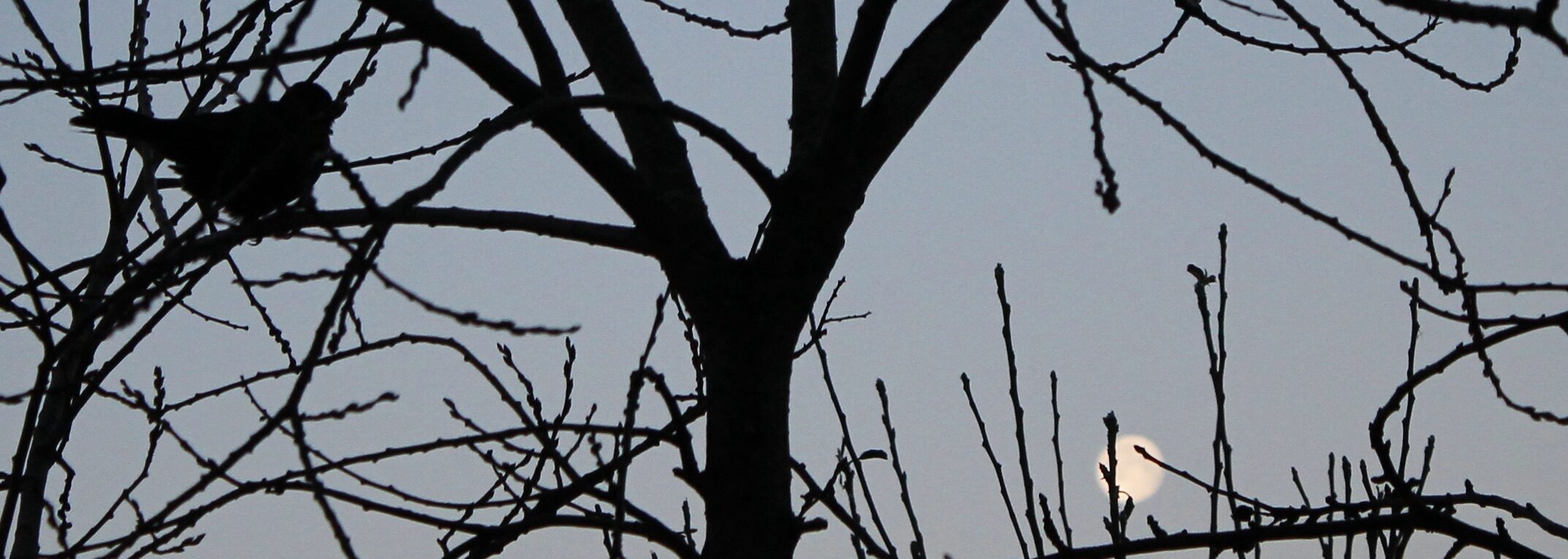 Too much White – anyway Zuviel Schwarz in der Welt? Vielleicht ist Schwarz die richtige Haltung in dieser Welt. Das Kontrastmittel des Wahnsinns. Weiß kann töten.