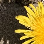 Prachtweib Wir suchen den anderen in unseren Träumen und in dieser schlechten Welt. Wir sind enttäuscht, weil wir ihn nicht finden. Dabei ruht der andere in uns.