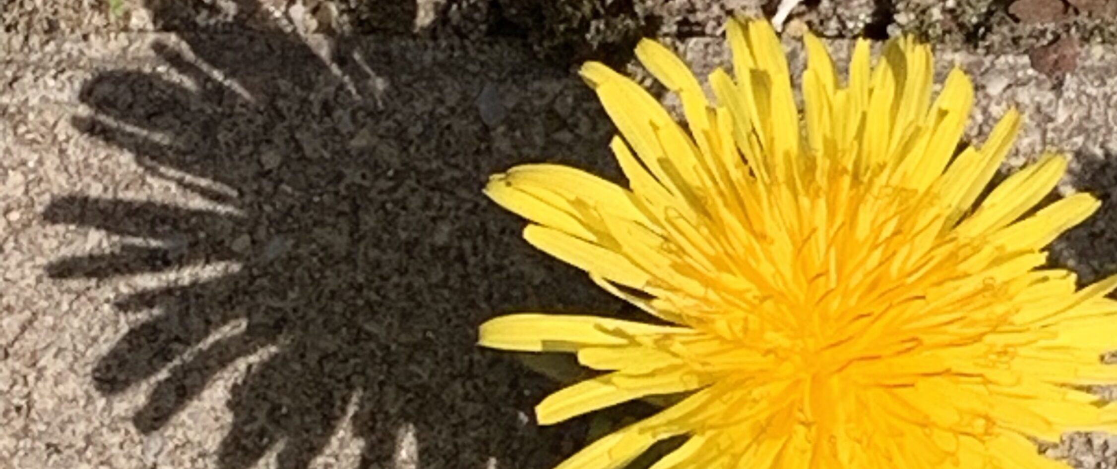 Wir suchen den anderen in unseren Träumen und in dieser schlechten Welt. Wir sind enttäuscht, weil wir ihn nicht finden. Dabei ruht der andere in uns.