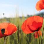 Liebe beißt. Vor allem, wen sie unerfüllt bleibt. Aber hier ist die unerwiderte Liebe Anlass für Dankbarkeit. Sie leistet einen großen Dienst.