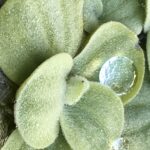 Das Leben ist eine kurze Angelegenheit. Es rast an uns vorbei. Dein Leben ist Staub im Wind, aber deine Seele ein Engel auf Durchreise. Das mag uns trösten.