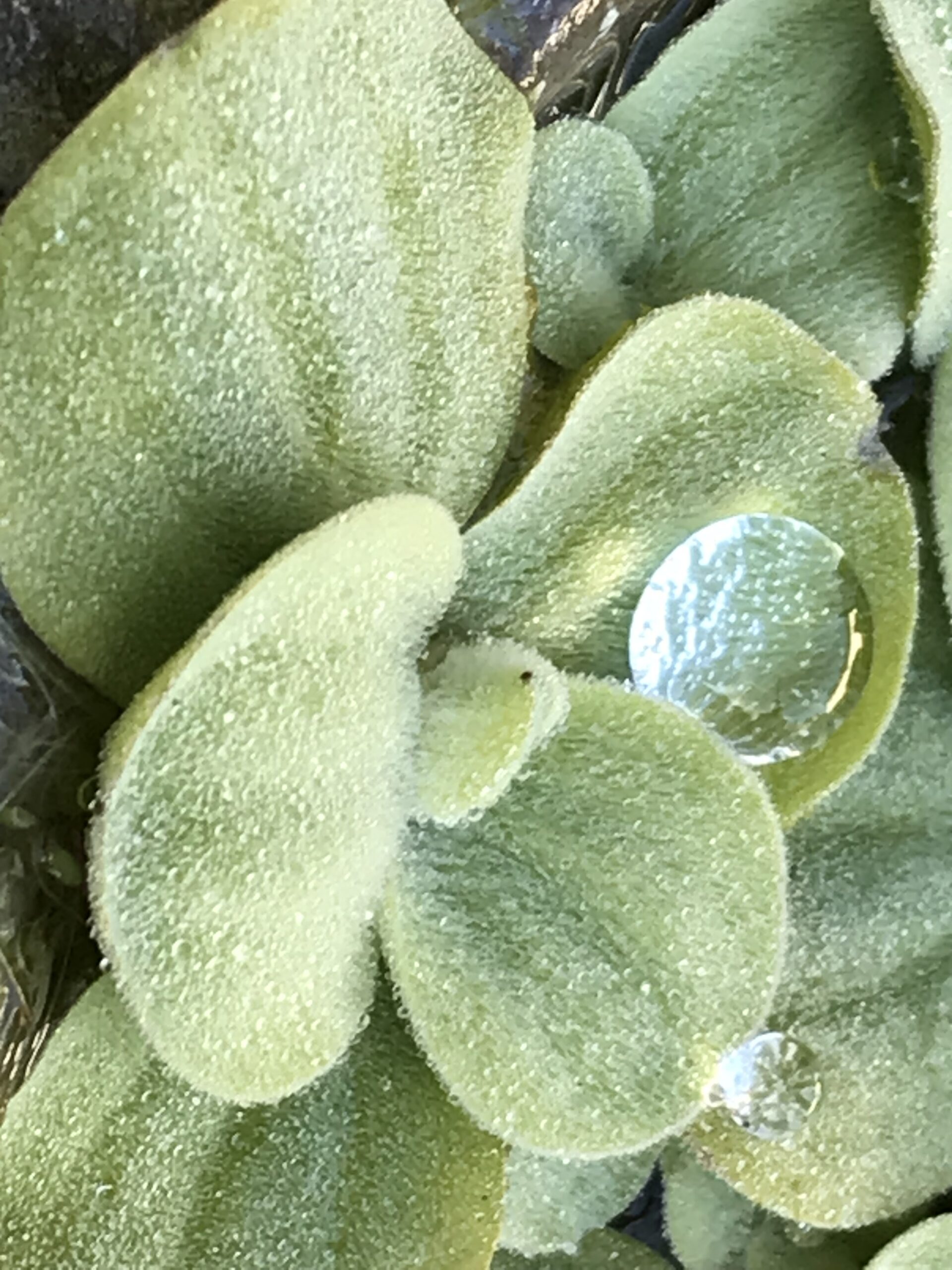 Staub im Wind Das Leben ist eine kurze Angelegenheit. Es rast an uns vorbei. Dein Leben ist Staub im Wind, aber deine Seele ein Engel auf Durchreise. Das mag uns trösten.