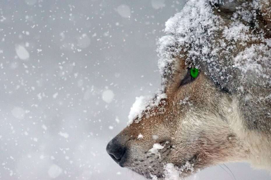 Der Wolf zieht einsam durch den Schnee, ich folge seiner Spur. Darf ich den Wolf lieben? Blutiges Fleisch im Schnee. Foto: Schäferle / Pixabay