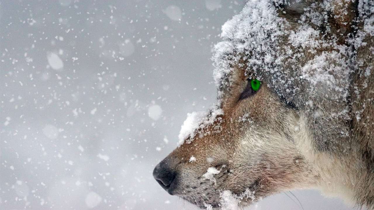 Wolf der Herzen Der Wolf zieht einsam durch den Schnee, ich folge seiner Spur. Darf ich den Wolf lieben? Blutiges Fleisch im Schnee. Foto: Schäferle / Pixabay