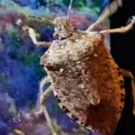 Liebe kann man auf sehr unterschiedliche Weise sterben lassen. Du hast Dir einen außergewöhnlichen Weg dazu gesucht. Du opferst meine Liebe, nicht Deine.