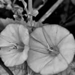 Die Königin des Herzens zieht sich zurück, die Liebe stirbt. Zeit zu gehen, aber nicht ohne ein Geschenk: schwarze Blumen.