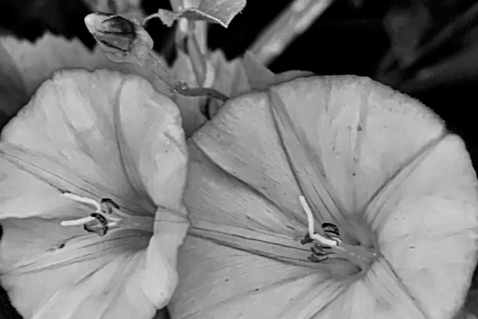 Die Königin des Herzens zieht sich zurück, die Liebe stirbt. Zeit zu gehen, aber nicht ohne ein Geschenk: schwarze Blumen.