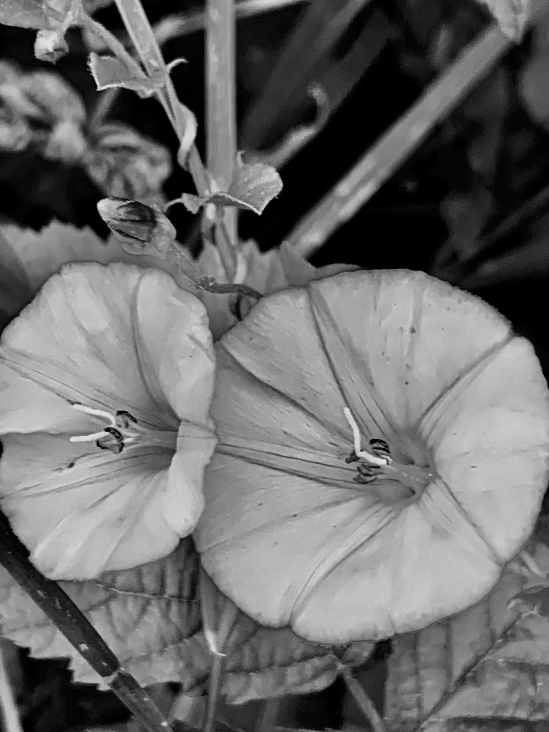Schwarze Blumen Die Königin des Herzens zieht sich zurück, die Liebe stirbt. Zeit zu gehen, aber nicht ohne ein Geschenk: schwarze Blumen.