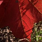 Wenn nichts mehr tröstet, dann vielleicht das Weiß einer Kirche vor Herbstlaub. Ein subtiles Farbenspiel, das unseren Alltag durchglüht.