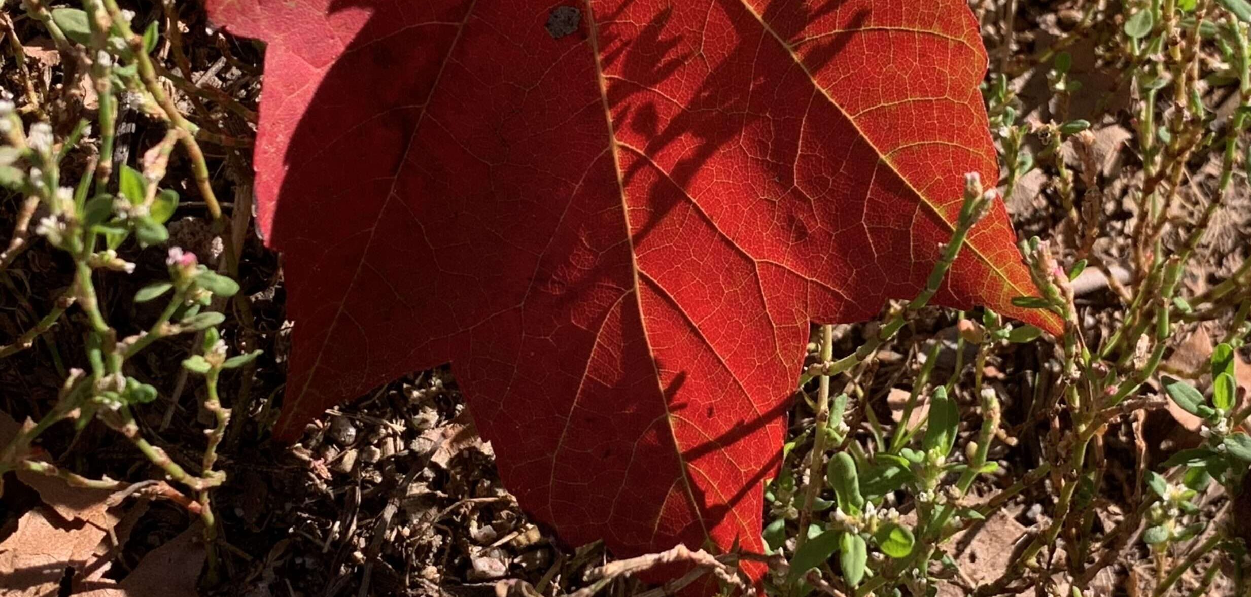Tröstendes Weiß Wenn nichts mehr tröstet, dann vielleicht das Weiß einer Kirche vor Herbstlaub. Ein subtiles Farbenspiel, das unseren Alltag durchglüht.