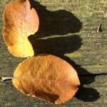 Ein bisschen Trost ist immer gerne genommen. Manchmal sehen wir etwas, das uns unvermittelt tröstet; wie eine weiße Kirche, die durch rotes Laub schimmert.