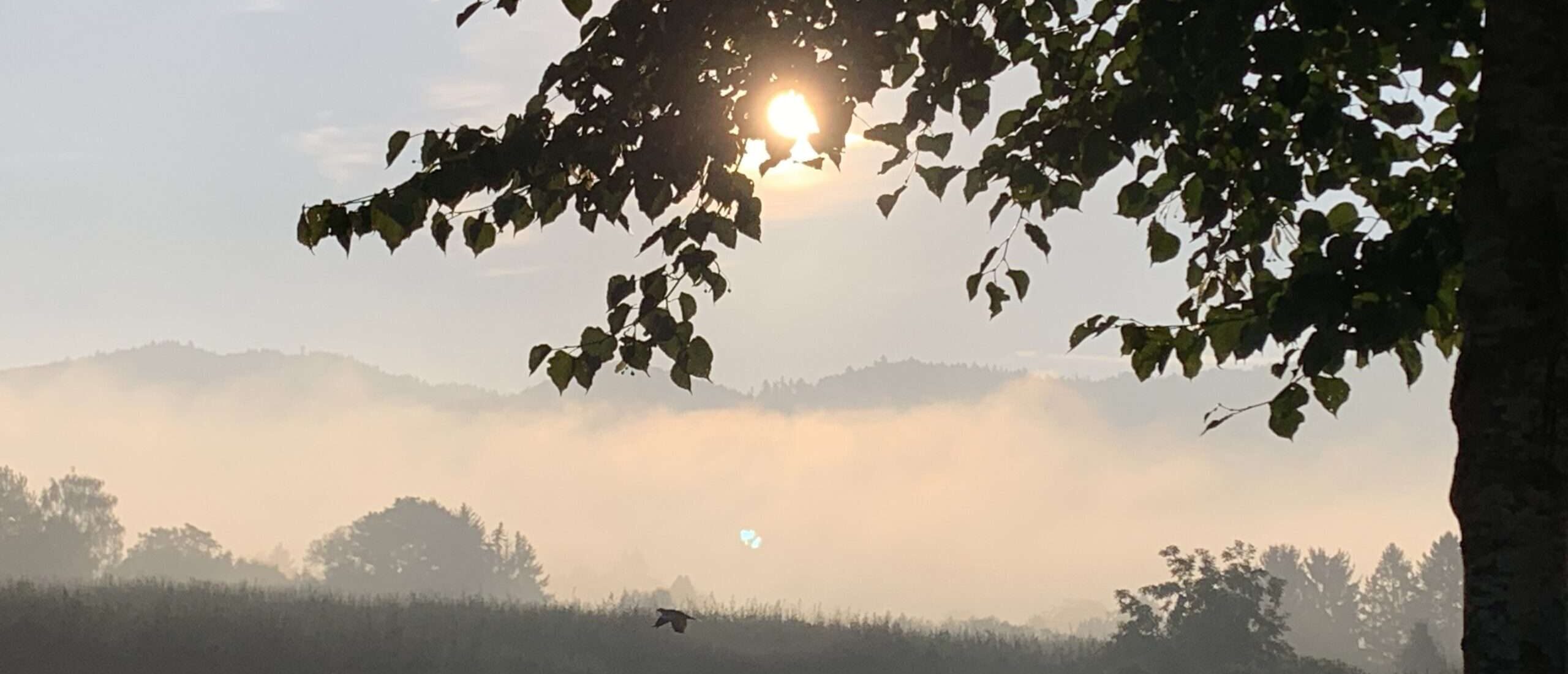 Der Sonne entgegen Manche Liebe lässt einem der Sonne zu nahe kommen. Die Träume vergehen darin, die Liebe wird zunehmend gefährlich.