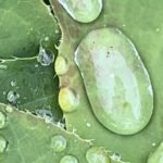 Irgendwo auf dem Weg ging der Frieden verloren. Aber er ist da, Du musst ihn nur finden. Ich schenke Dir ein kleines Bild des Friedens, möge es Dir wohl tun.