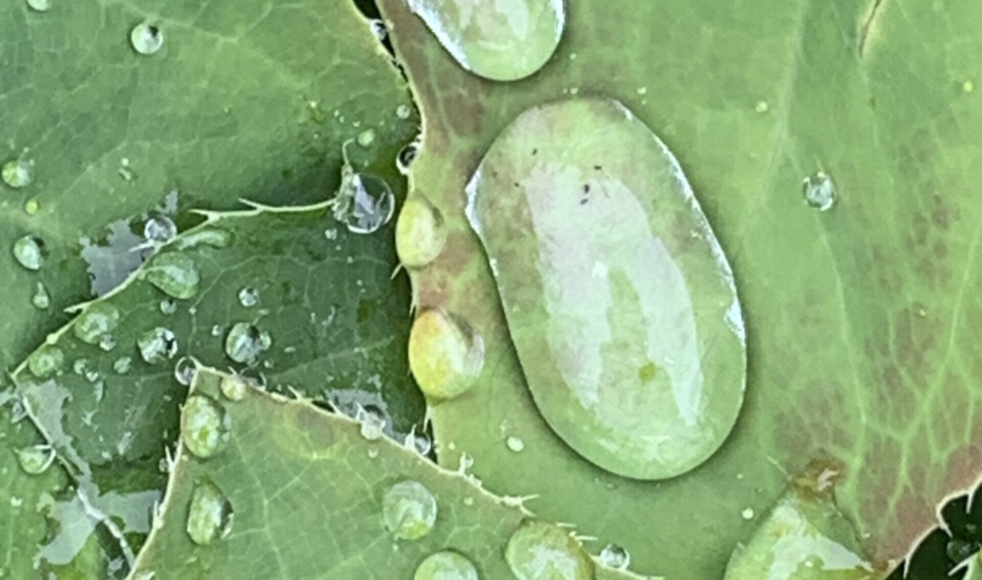 Irgendwo auf dem Weg ging der Frieden verloren. Aber er ist da, Du musst ihn nur finden. Ich schenke Dir ein kleines Bild des Friedens, möge es Dir wohl tun.