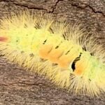 Du bist nur ein Hauch, flatterst an mir und meinem Leben vorbei wie ein Schmetterling. Wir finden nicht zueinander, und doch beschenkst Du mich.