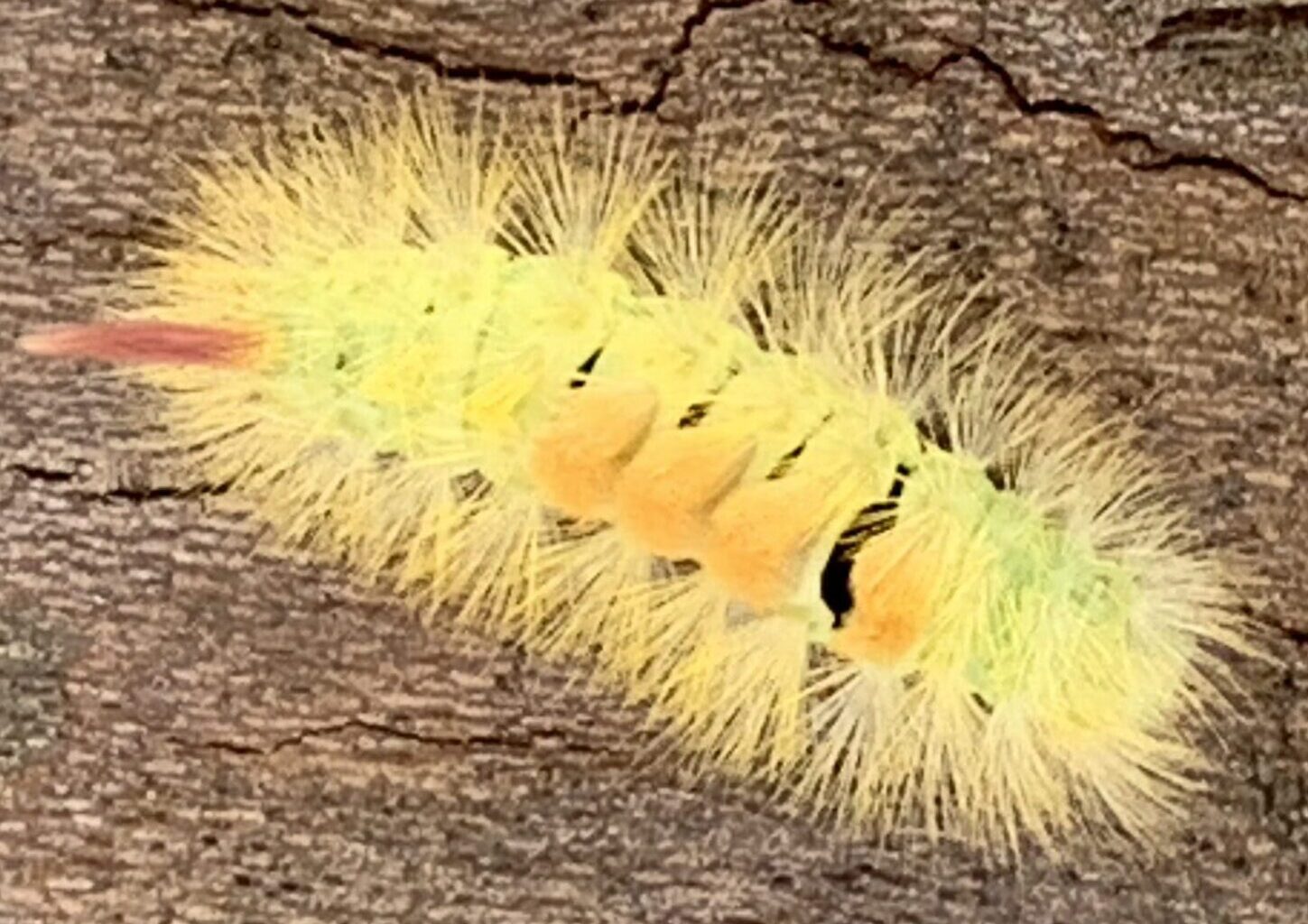 Du bist nur ein Hauch, flatterst an mir und meinem Leben vorbei wie ein Schmetterling. Wir finden nicht zueinander, und doch beschenkst Du mich.